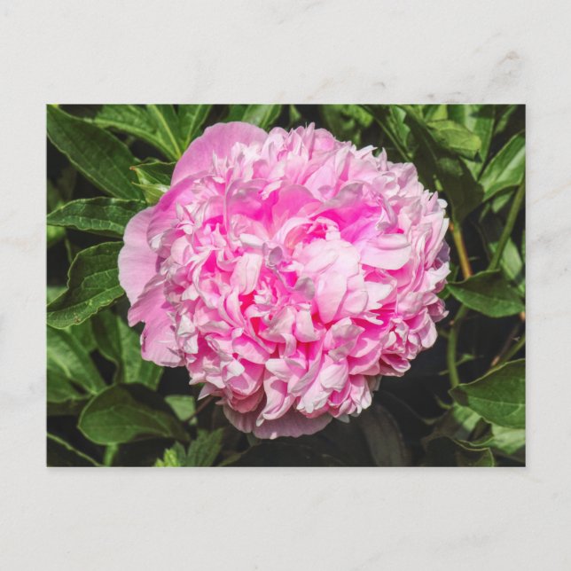 Carte Postale Pink Peony. Bute Park, Cardiff, Pays de Galles (Devant)