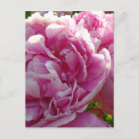 Pink Peony photo cottage ferme jardin fleuri