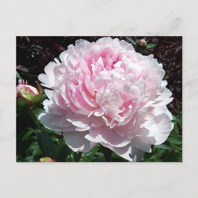 Carte Postale Pink Peony Postcard (Devant)