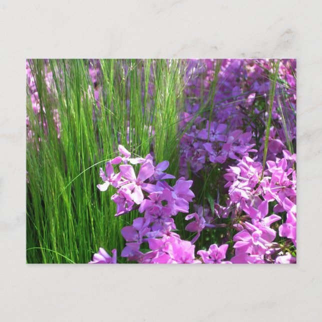 Carte Postale Pink Phlox et Grass été Floral (Devant)