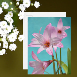 Carte Postale Pink Pluie Lys Photographie Floral Aqua Blue
