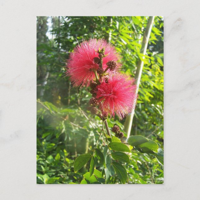 Carte Postale Pink Powder Puff (Devant)