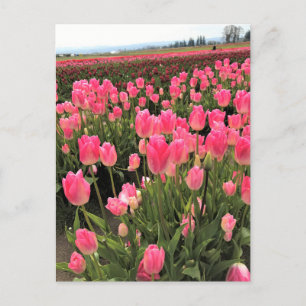 Carte Postale Pink & Red Tulips à Field, Oregon