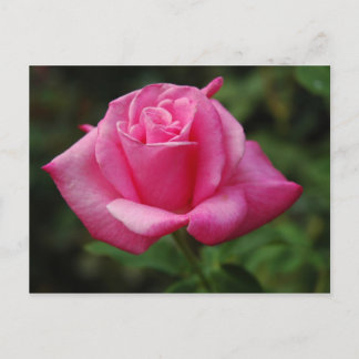 Carte Postale Pink Rose