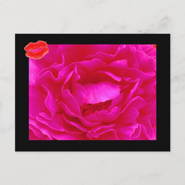 Carte postale Pink Rose II (Devant)