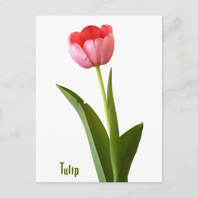 Carte Postale Pink Spring Tulip Nature Florale Photographie (Devant)