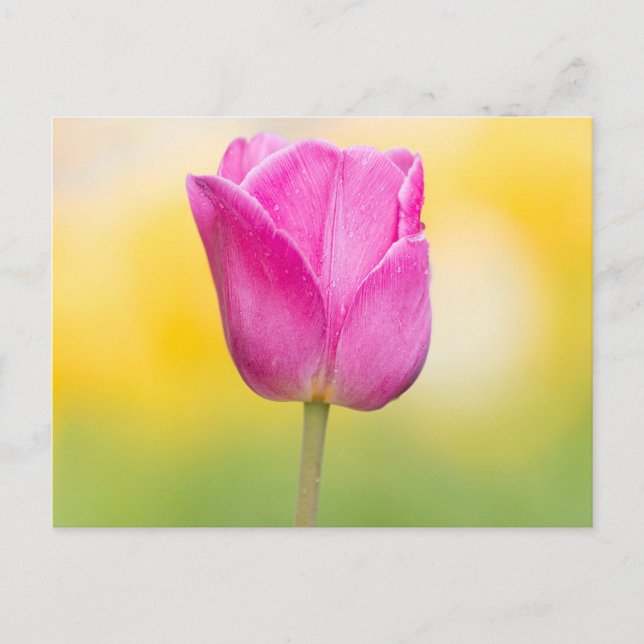 Carte Postale Pink Tulip Floral Art Print (Devant)