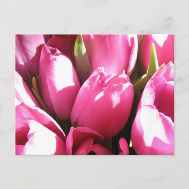 Carte Postale Pink Tulips (Devant)