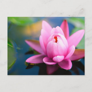 Carte postale Pink Water Lily