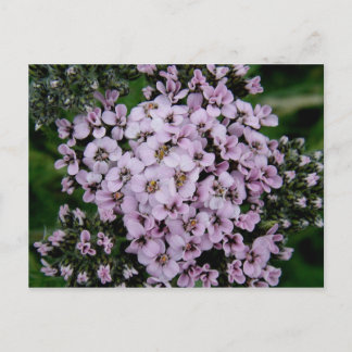 Carte Postale Pink Yarrow, île de l'Unalaska