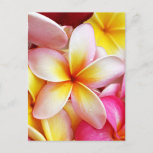 Carte Postale Pink Yellow Purple Plumeria Frangipani Flowers