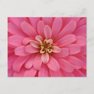 Carte Postale Pink Zinnia Flower Postcard