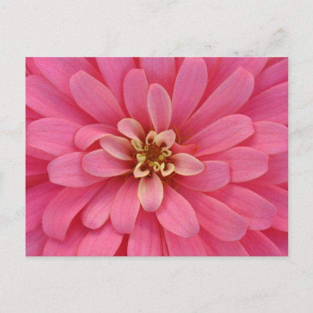 Carte Postale Pink Zinnia Flower Postcard (Devant)