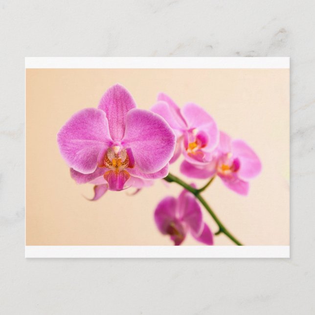 Carte Postale Pinke Orchidee (Devant)