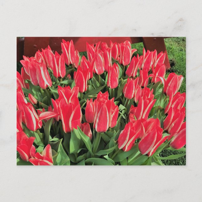 Carte Postale Pinocchio Tulips (Devant)