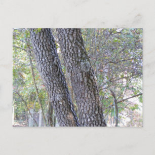 Carte Postale Pins