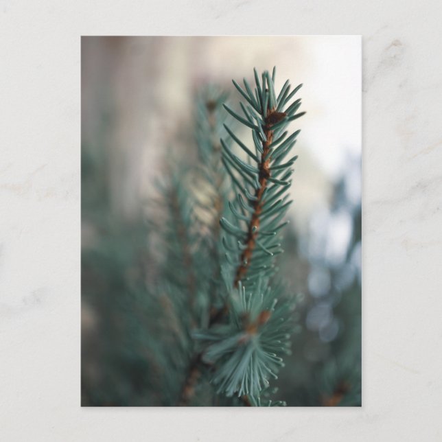 Carte Postale Pins (Devant)