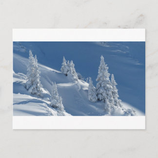 Carte Postale Pins couverts de neige
