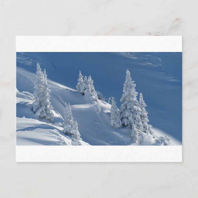 Carte Postale Pins couverts de neige (Devant)