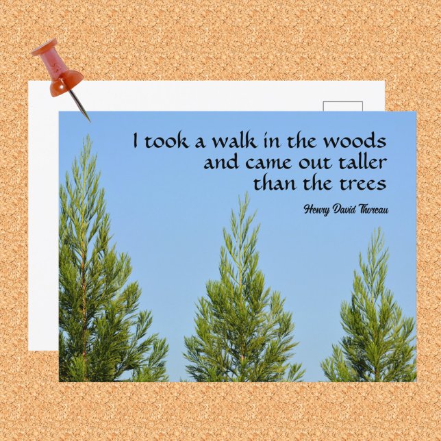 Carte Postale Pins et ciel Citation Thoreau Marche dans les bois (Créateur téléchargé)