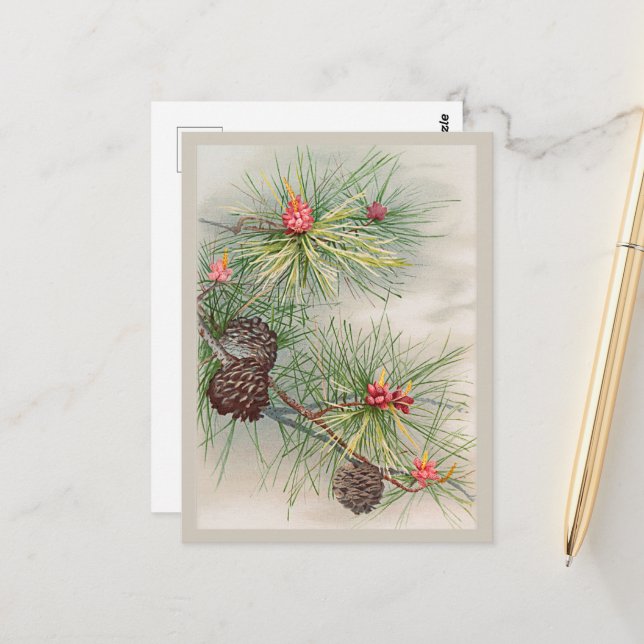 Carte Postale Pins et fleurs Noël (Devant/Arrière en situation)