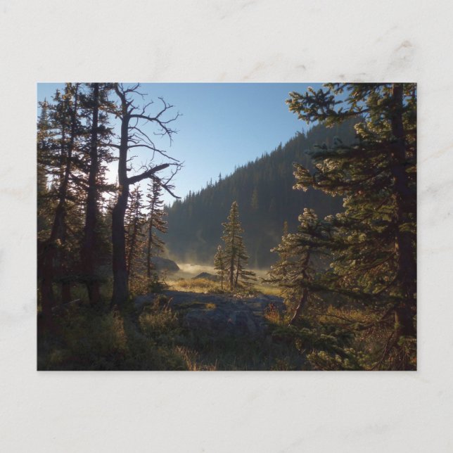 Carte Postale Pins gelés éclairés au soleil au lac Dream (Devant)