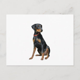 Carte Postale Pinscher Dobermann (naturel)