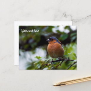 Carte postale Pinson des arbres