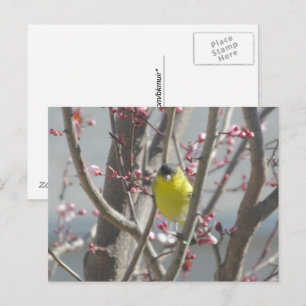 Carte postale - Pinson jaune dans un cerisier