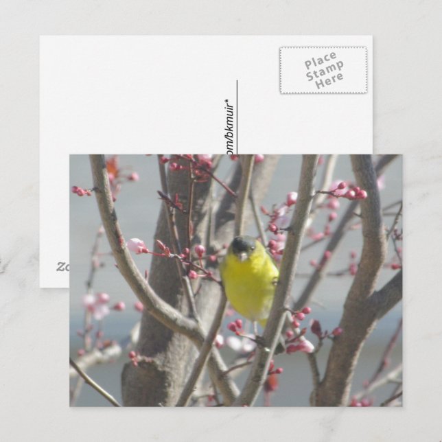 Carte postale - Pinson jaune dans un cerisier (Devant / Derrière)