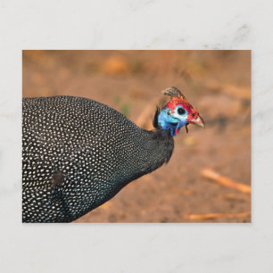 Carte Postale Pintade huppée (Numida meleagris). Afrique,