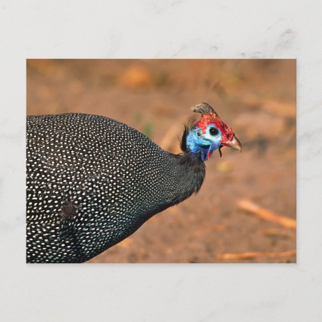 Carte Postale Pintade huppée (Numida meleagris). Afrique, (Devant)