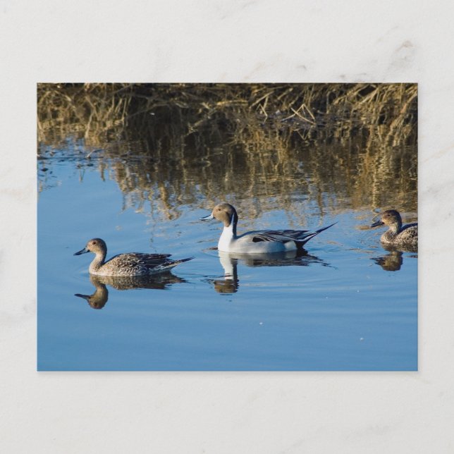 Carte Postale Pintail (Devant)