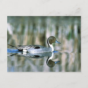 Carte Postale Pintail