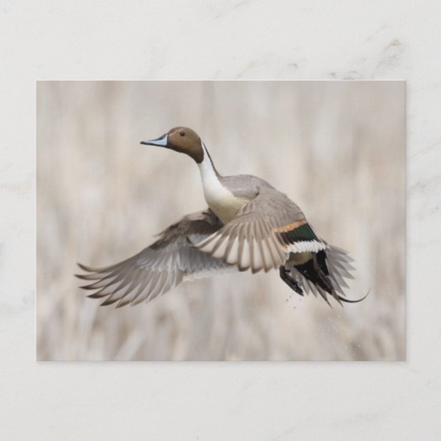 Carte Postale Pintail Drake Taking Flight (Devant)