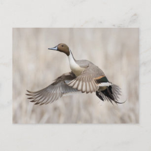 Carte Postale Pintail Drake Taking Flight