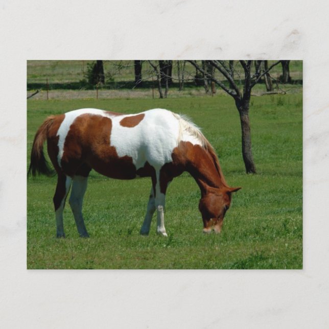 Carte Postale Pinto (Devant)
