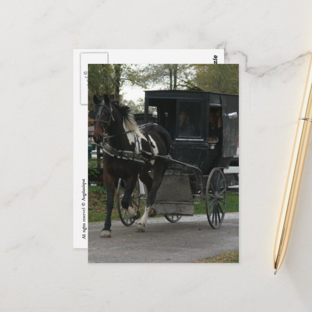 Carte Postale Pinto Amish Horse et Buggy (Devant/Arrière en situation)