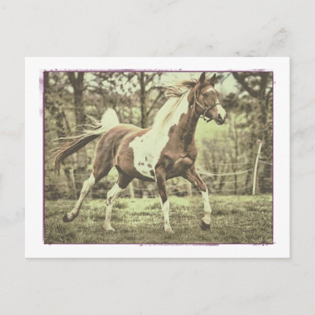Carte Postale Pinto Arabian (Devant)
