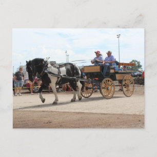 Carte Postale Pinto Draft Horse 2018 Mt. Agréable, Iowa