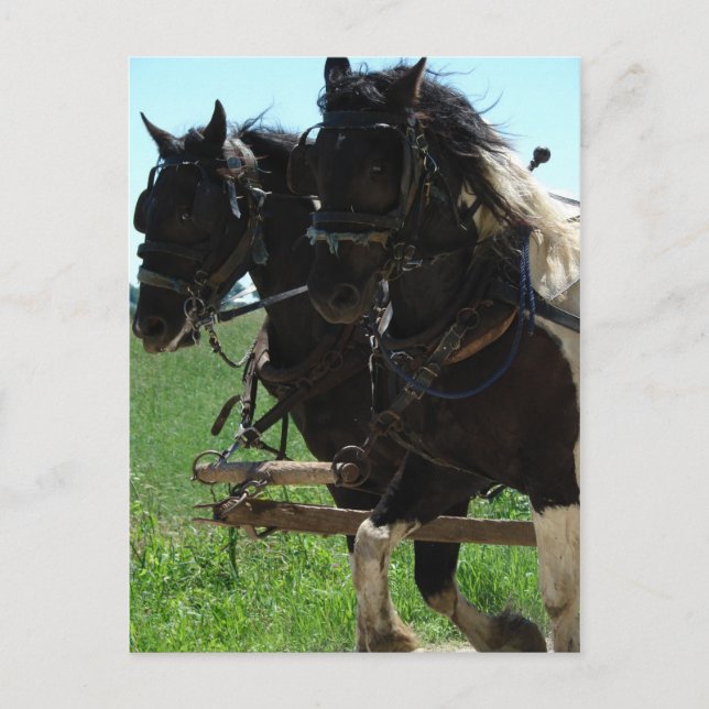 Carte Postale Pinto Drafts au travail (Devant)