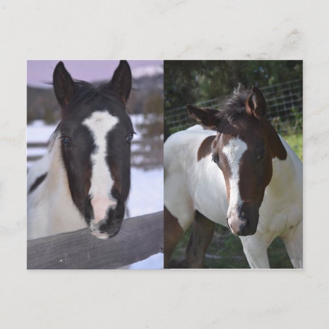 Carte Postale pinto filly Shasta (Devant)