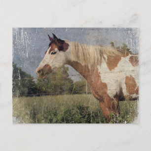Carte Postale Pinto Horse Grunge
