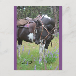 Carte postale Pinto mare Fargo