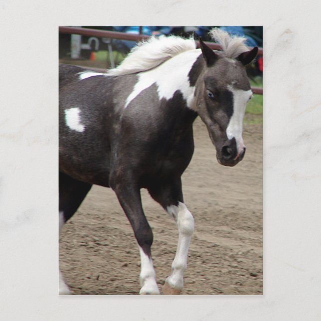 Carte Postale Pinto Mini Horse (Devant)