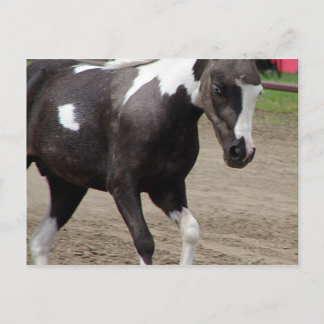 Carte Postale Pinto Mini Horse (Devant)