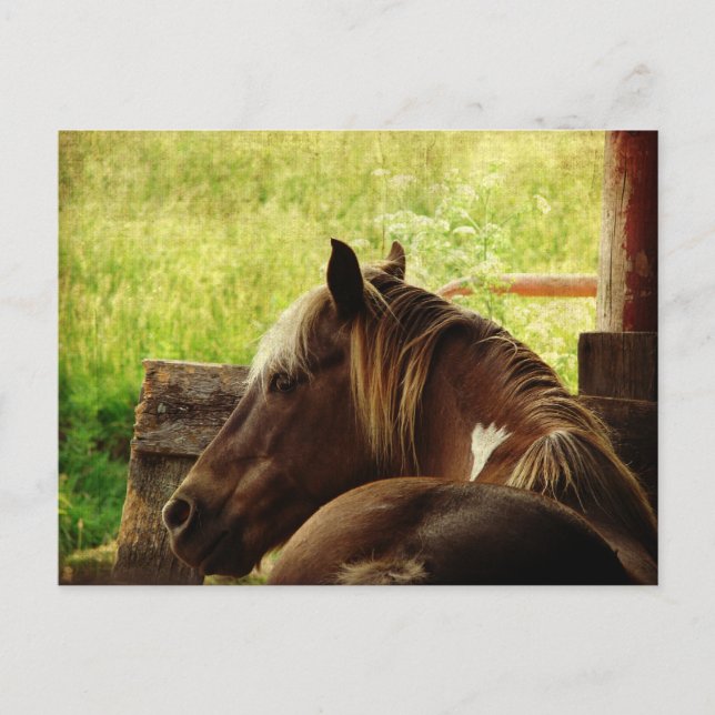 Carte Postale Pinto Pony (Devant)