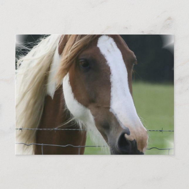 Carte postale Pinto Pony (Devant)