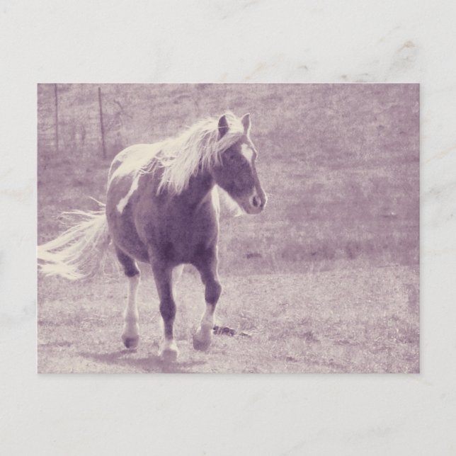 Carte Postale Pinto Pony (Devant)