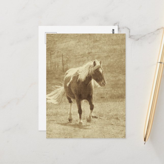 Carte Postale Pinto Pony en sépia (Devant/Arrière en situation)